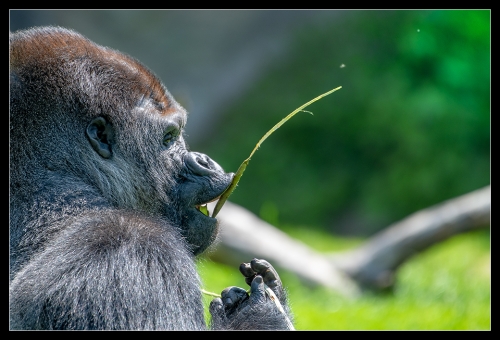 Gorilla 13
