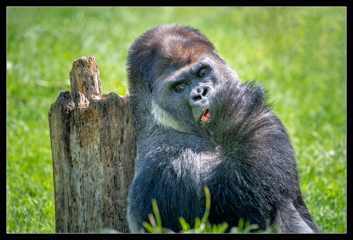 Gorilla 14