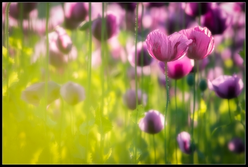 Poppy 05/22 III