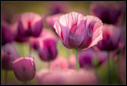 Poppy 05/22 V