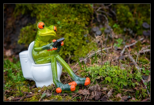 Mr. Froggy I