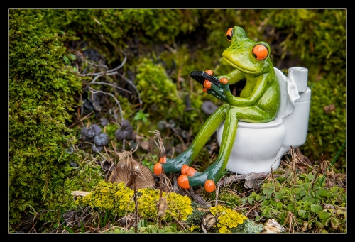 Mr. Froggy III