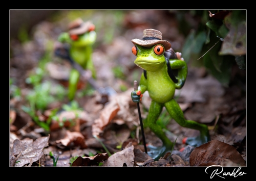 Frogs forest I