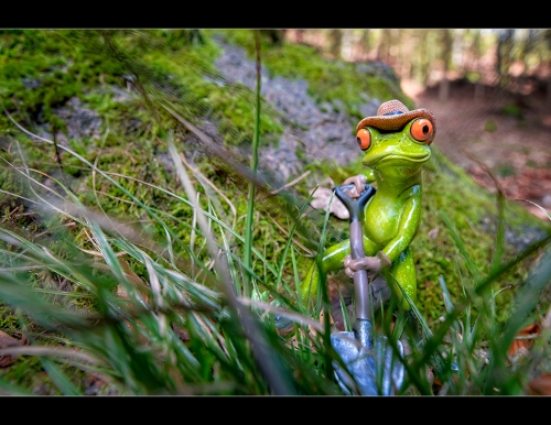 Frogs forest III