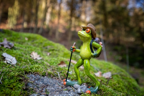 Frogs forest II