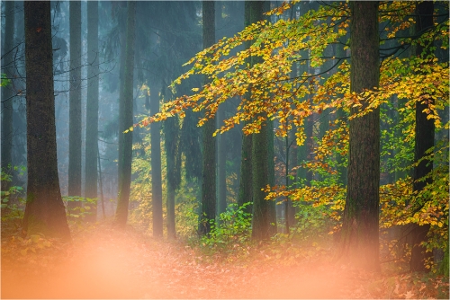 Herbst November 2024 IV