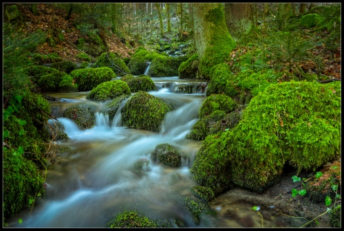 Magic Forest III