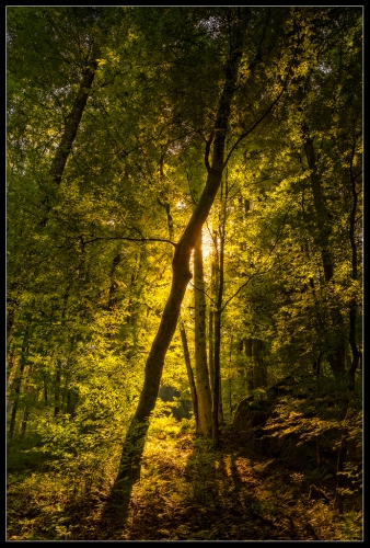 Zauberwald I